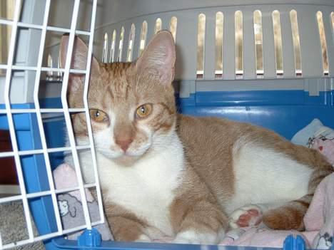 Huskat bella - her ligger jeg jo fint.. billede 15