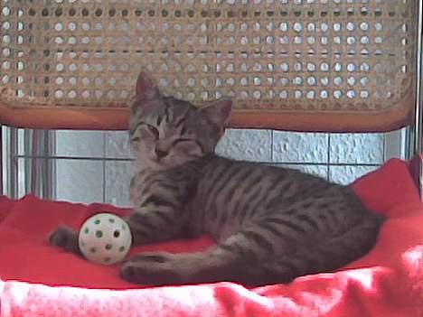 Europé Miss Molly ***R.I.P*** - er lige vågnet og er stadig træt ;o) billede 2