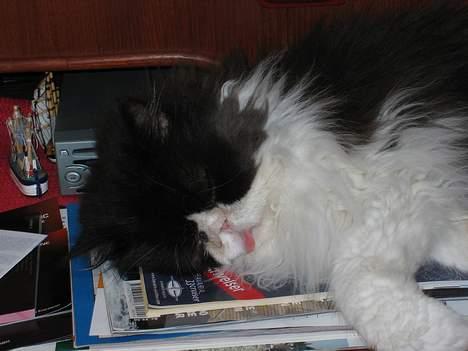 Perser kylling - puha det er godt nok varmt når det er 32 grader. så tror bare jeg tager mig en lur billede 2