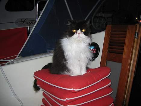 Perser kylling - prinssen på ærten billede 3