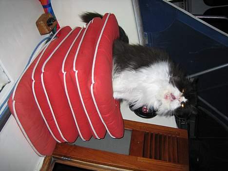 Perser kylling - nu er jeg altså træt igen billede 4