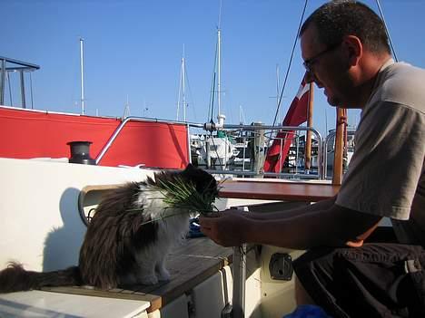 Perser kylling - jeg savner mit græs der hjemme så far giver mig lige noget billede 5