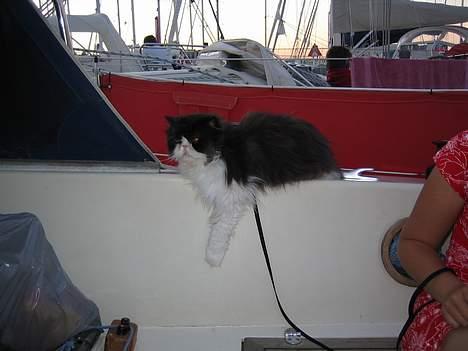 Perser kylling - sådan her ligger man enlige meget godt billede 6