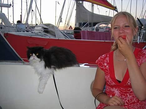 Perser kylling - sjov fjæs maria laver men jeg lades bare som om jeg ikke kender hende billede 7