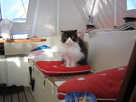 Perser kylling - træt igen også tager de bare et billed  billede 8