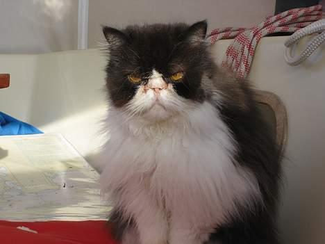 Perser kylling - kan man ikke bare lige få 5 minutter for sig selv. så jeg laver lige mit dræber blik billede 9