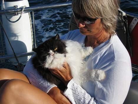 Perser kylling - mor jeg vil altså gerne ned nu billede 10