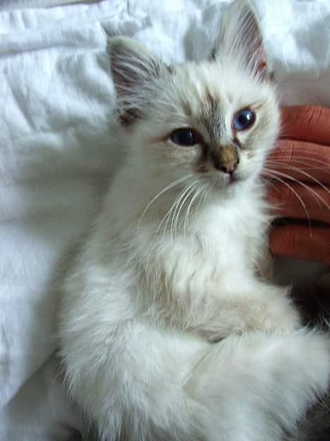 Hellig Birma Astaire ***Drøm sødt ;´(  billede 10