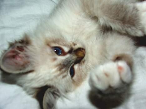 Hellig Birma Astaire ***Drøm sødt ;´(  billede 11