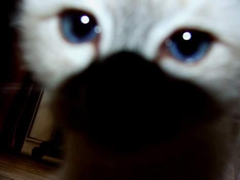 Hellig Birma Astaire ***Drøm sødt ;´(  - kuk kuk!! billede 12