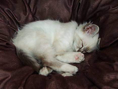 Hellig Birma Astaire ***Drøm sødt ;´(  billede 13