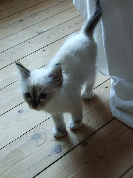 Hellig Birma Astaire ***Drøm sødt ;´(  billede 14