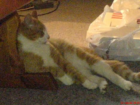 Huskat dexter  R.I.P - leger fotomodel billede 1