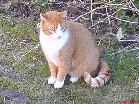 Huskat dexter  R.I.P - sidder og stener billede 2