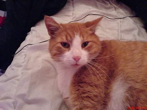 Huskat dexter  R.I.P - hej lå lige og sov billede 3