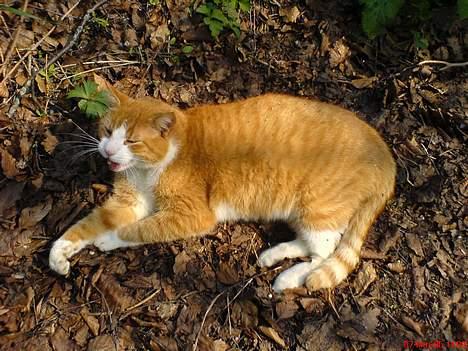 Huskat dexter  R.I.P - smudt eller jeg spiser dig billede 4