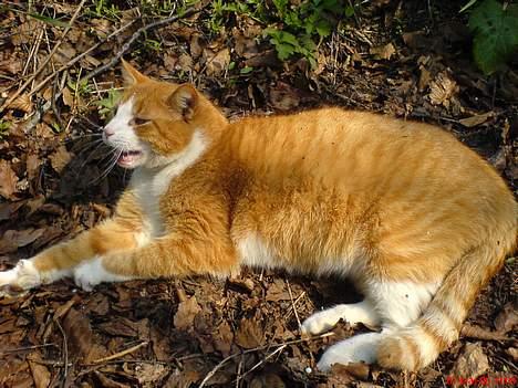 Huskat dexter  R.I.P - smudt så billede 5