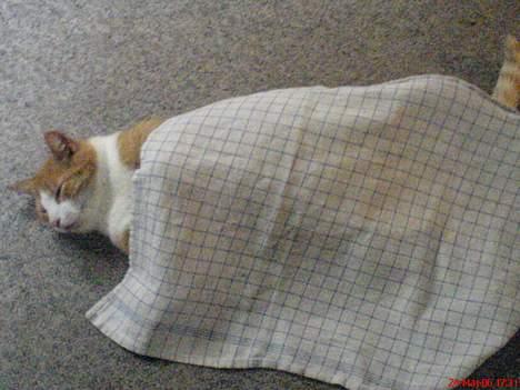 Huskat dexter  R.I.P - mig med dyne billede 6