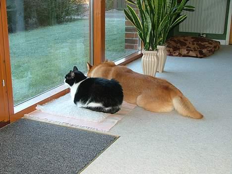 Blanding af racer Malthe 1998-2014 - M althe og Cosmo billede 14