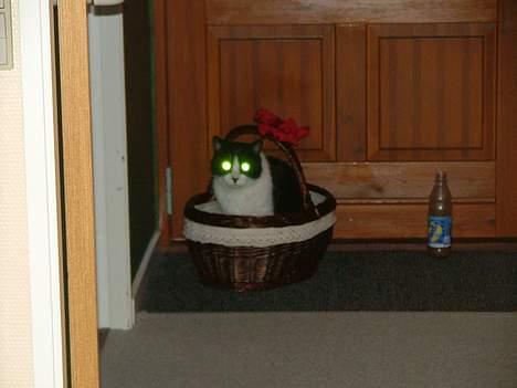 Blanding af racer Malthe 1998-2014 - I vidste nok ikke at Malthe er en jule alien *G* billede 15