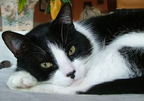 Blanding af racer Malthe 1998-2014 billede 16