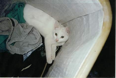 Blanding af racer Miv - Hovsa Miv, hvorfor ligger du der? billede 8