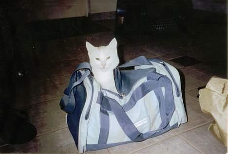 Blanding af racer Miv - En dag jeg skulle til og i skole, skulle jeg lige til at pakke min gymnastik taske. Da jeg så åbnede tasken stak miv lige sit hoved op, der havde hun vist sovet om natten hehe billede 9