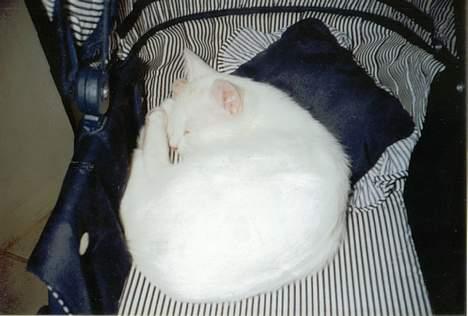 Blanding af racer Miv - Miv sover i barnevognen hehe billede 10