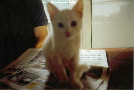 Blanding af racer Miv - Miv som killing billede 11