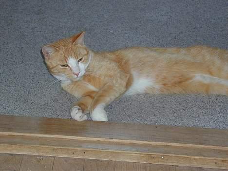 Huskat Bølle billede 10