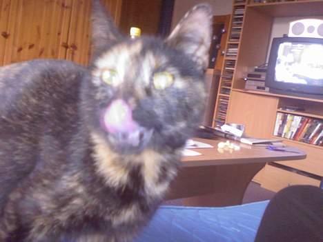 Huskat Molly - mmmmm...... billede 8