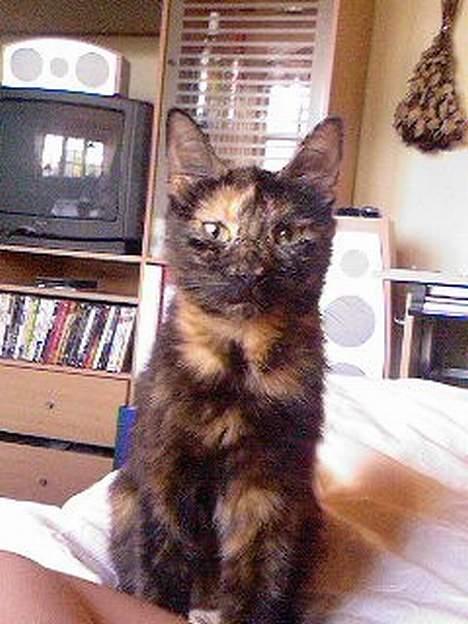 Huskat Molly billede 9