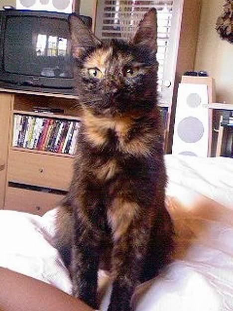 Huskat Molly billede 10