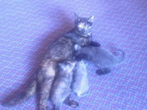 Huskat Molly - Molly med sine killinger billede 11