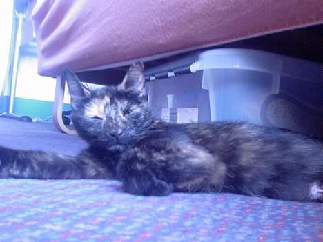 Huskat Molly - Så tager vi lige en slapper billede 12