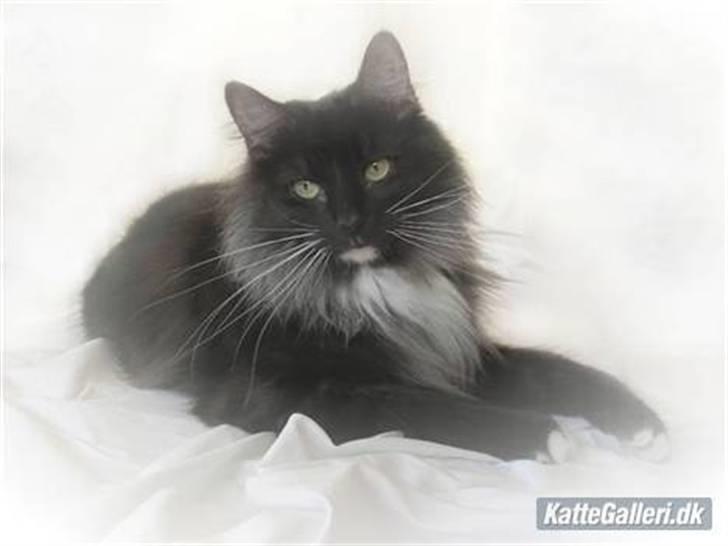 Norsk Skovkat Na´zyias Daisy Mae (Hera) -  Hera var gudernes dronning i græsk mytologi  billede 1