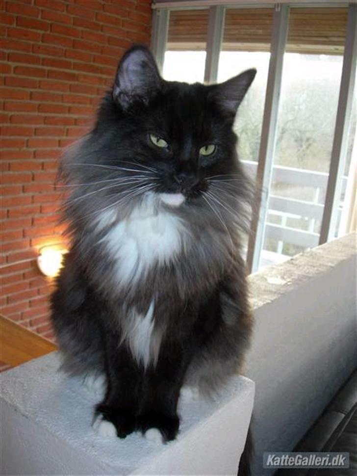 Norsk Skovkat Na´zyias Daisy Mae (Hera) - Jan 2007 - Smukke Hera billede 2