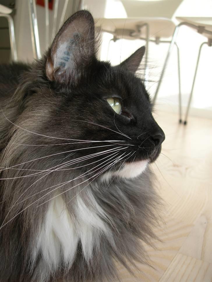 Norsk Skovkat Na´zyias Daisy Mae (Hera) - Hera oktober 08 billede 3