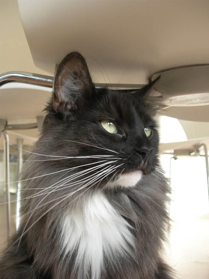 Norsk Skovkat Na´zyias Daisy Mae (Hera) - Hera oktober 08 billede 4