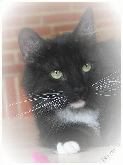 Norsk Skovkat Na´zyias Daisy Mae (Hera) - Hera 17. maj 2007 - Billede venligst udlånt af May-Britt Nørgaard billede 5