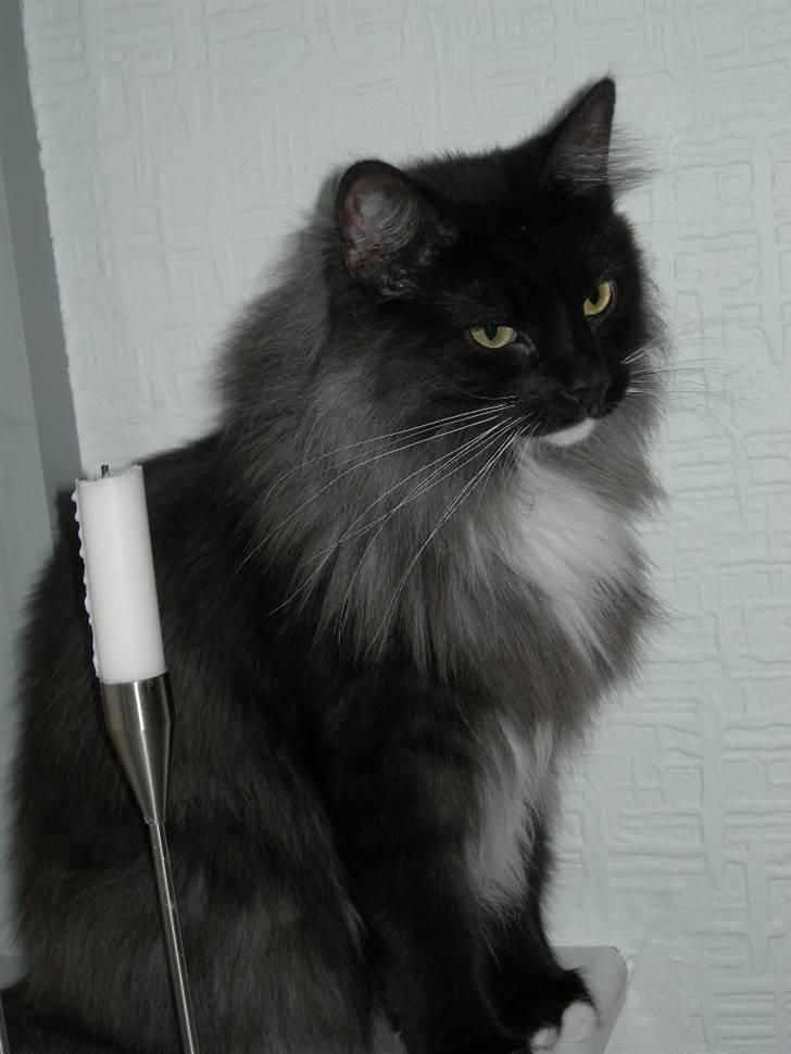 Norsk Skovkat Na´zyias Daisy Mae (Hera) - Hera November 2007 billede 6