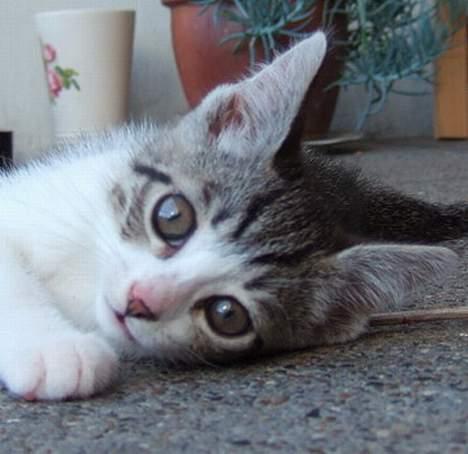 Huskat Ronja Røverdatter - Her ligger jeg da godt... billede 1