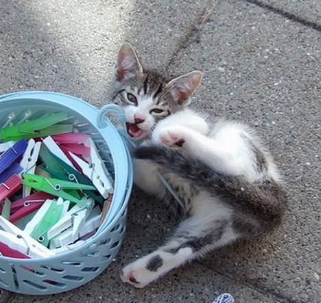 Huskat Ronja Røverdatter - Dejligt med noget at bide i... billede 3