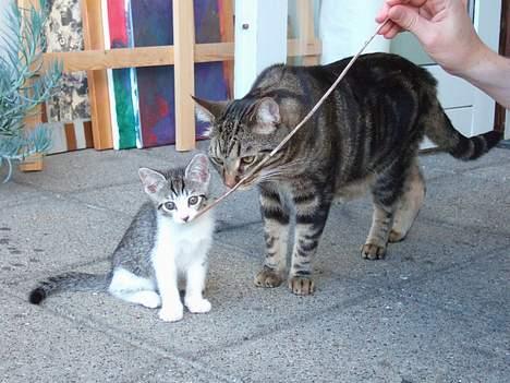 Huskat Ronja Røverdatter - Se Monty... Det er en sjov pind. billede 4