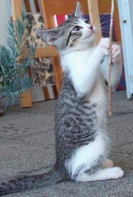 Huskat Ronja Røverdatter - Jeg fik den.... Nu kan du godt give slip på den. billede 5