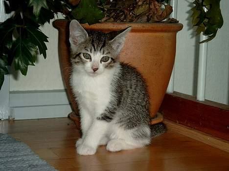 Huskat Ronja Røverdatter - Jeg poserer lige lidt for fotografen. billede 6