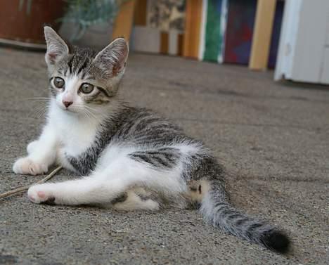 Huskat Ronja Røverdatter - Hvad var det for en lyd derover? billede 7