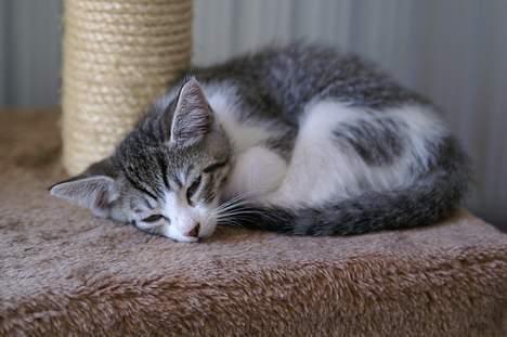 Huskat Ronja Røverdatter - Zzzzzzzzzzzzzzzzzzzzzzz billede 8