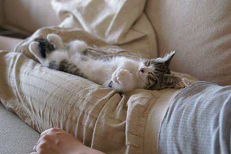 Huskat Ronja Røverdatter - Gode lår mor har... Lige til en lille lur. billede 9