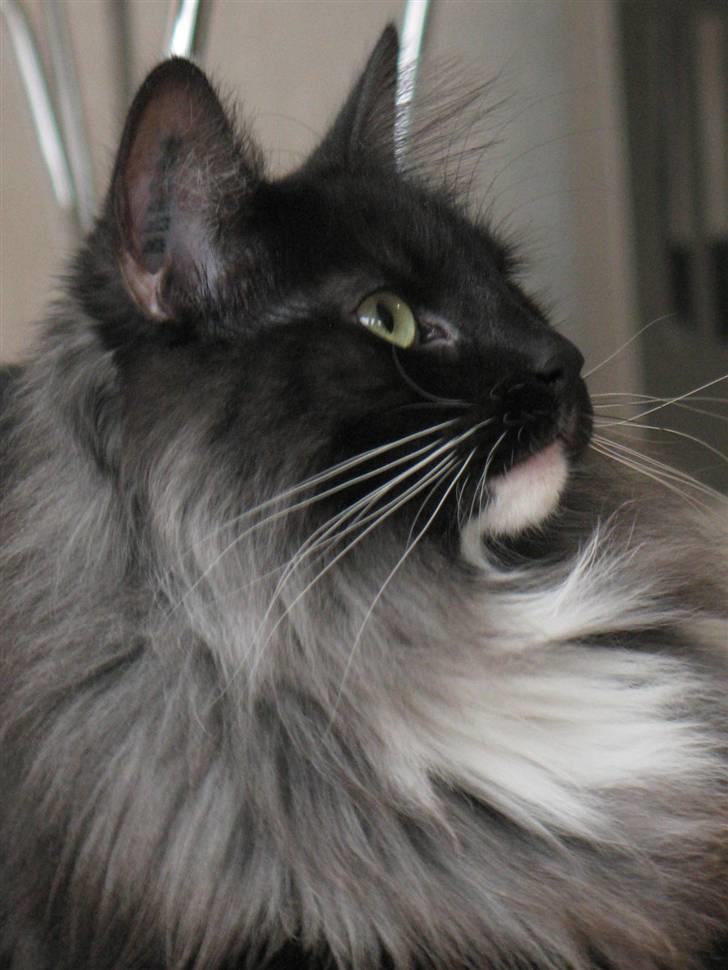 Norsk Skovkat Na´zyias Daisy Mae (Hera) - Hera november 2007 billede 7